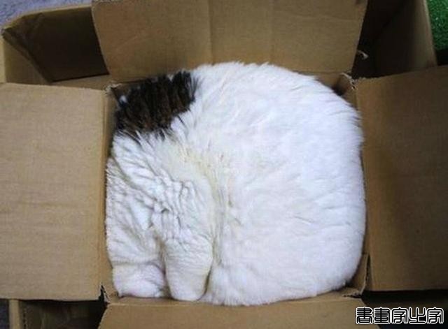 都说猫咪是液态的，本来还不信，看到这20张图片我真的相信了-16.jpg
