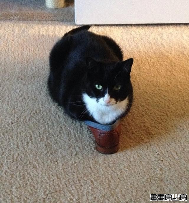 都说猫咪是液态的，本来还不信，看到这20张图片我真的相信了-17.jpg