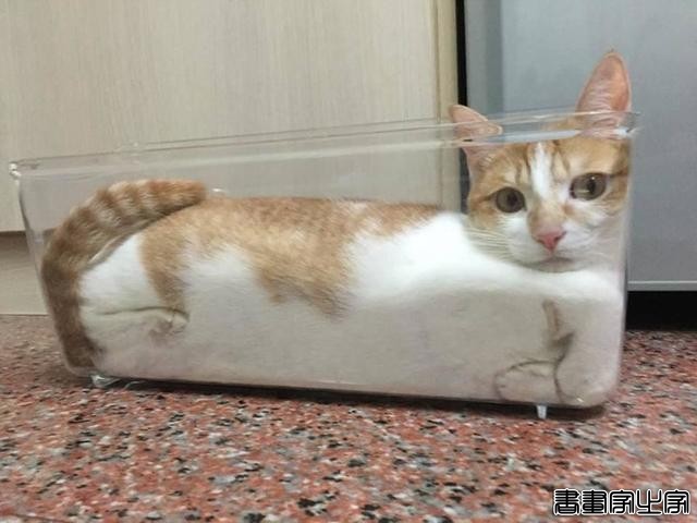 都说猫咪是液态的，本来还不信，看到这20张图片我真的相信了-15.jpg