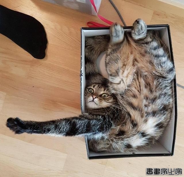 都说猫咪是液态的，本来还不信，看到这20张图片我真的相信了-19.jpg