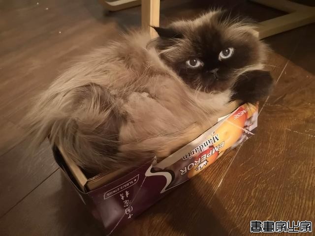 都说猫咪是液态的，本来还不信，看到这20张图片我真的相信了-18.jpg