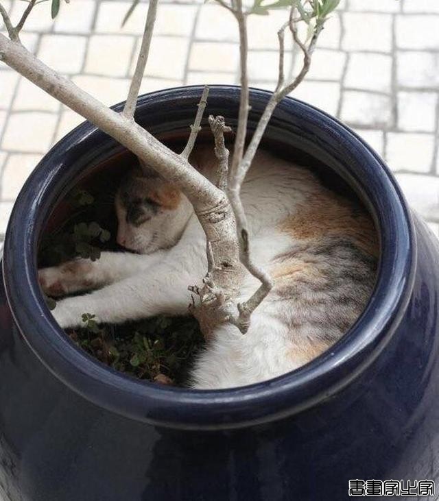 都说猫咪是液态的，本来还不信，看到这20张图片我真的相信了-20.jpg