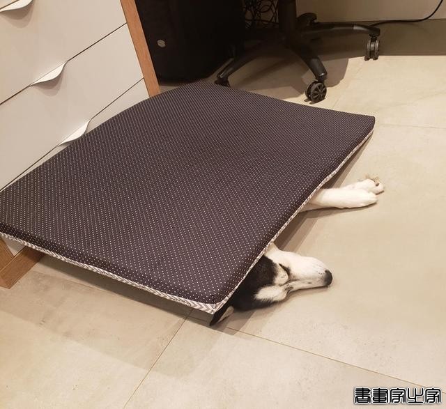 笑哭！18张狗狗搞笑图片证明：脑子是个好东西，可惜有的狗子没有-9.jpg