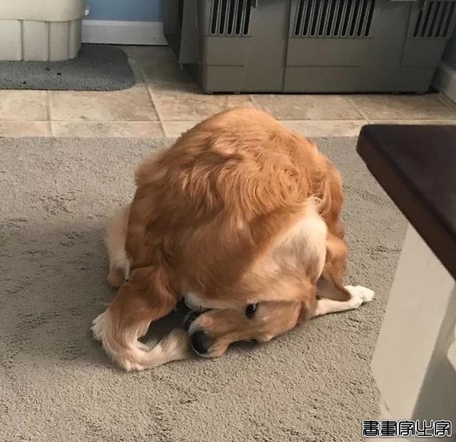笑哭！18张狗狗搞笑图片证明：脑子是个好东西，可惜有的狗子没有-13.jpg