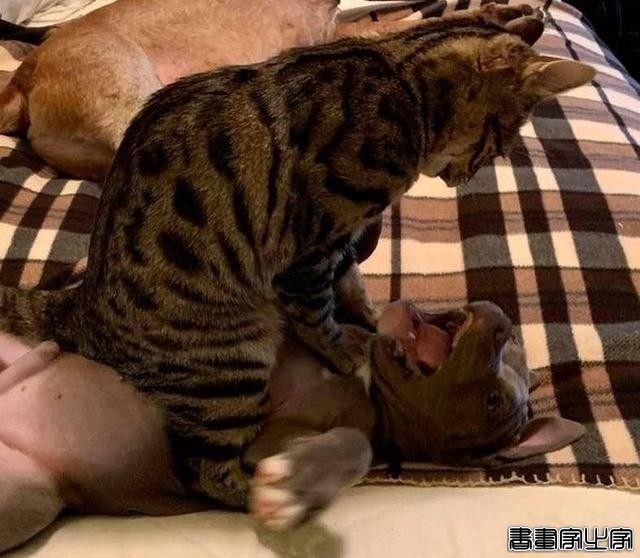 笑哭！18张狗狗搞笑图片证明：脑子是个好东西，可惜有的狗子没有-12.jpg