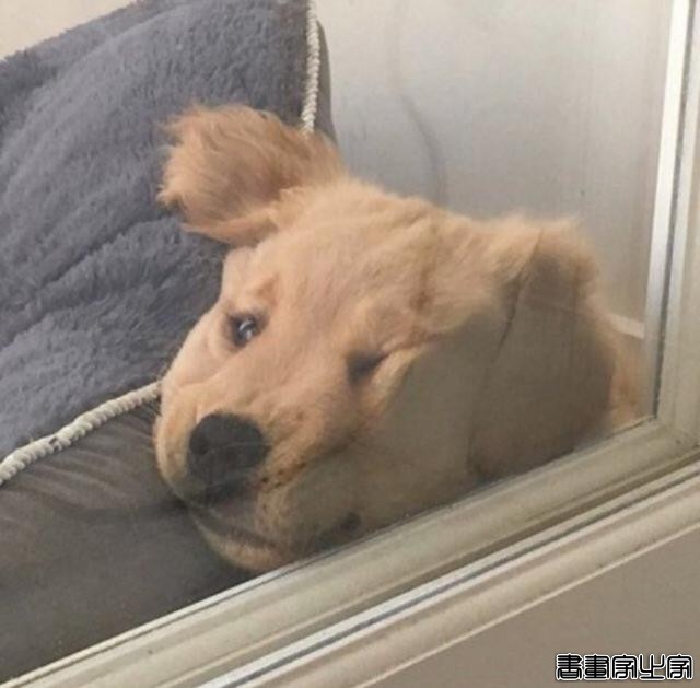 笑哭！18张狗狗搞笑图片证明：脑子是个好东西，可惜有的狗子没有-15.jpg