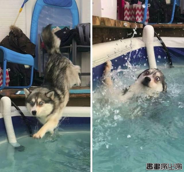 笑哭！18张狗狗搞笑图片证明：脑子是个好东西，可惜有的狗子没有-16.jpg