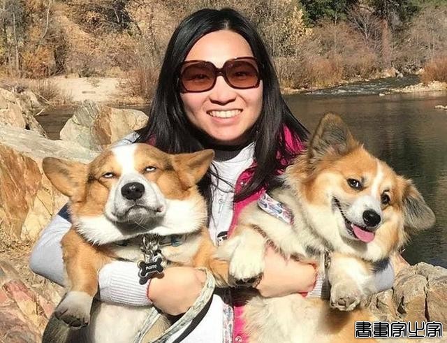 笑哭！18张狗狗搞笑图片证明：脑子是个好东西，可惜有的狗子没有-17.jpg